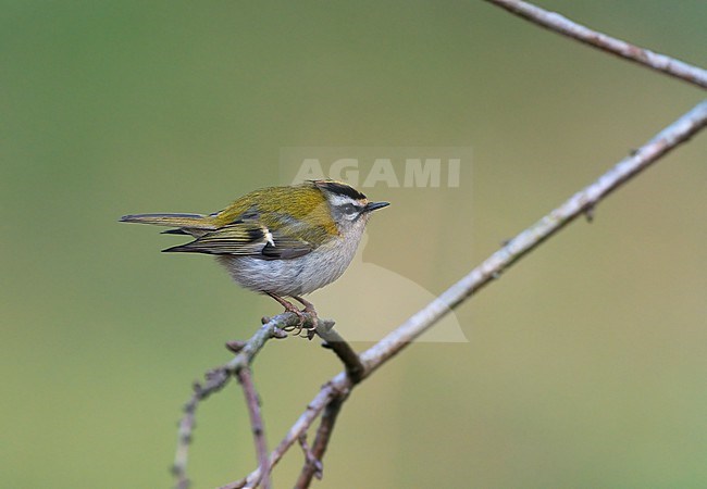 Common Firecrest (Regulus ignicapilla) sitting on a branche in its breeding habitat in an old forest in Southern Limburg stock-image by Agami/Ran Schols,