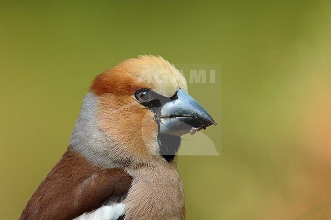 Appelvink  man portret, Hawfinch male portret stock-image by Agami/Walter Soestbergen,