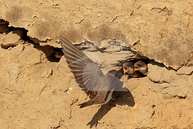 Oeverzwaluw voert jong; Sand martin feeding juvenile stock-image by Agami/Walter Soestbergen,