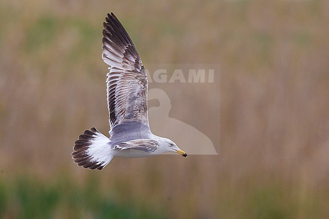 Armeense Meeuw in vlucht; Armenian Gull (Larus armenicus) in flight stock-image by Agami/Daniele Occhiato,
