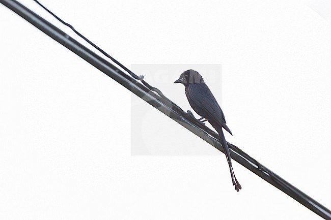 Black Drongo (Dicrurus macrocercus), perched in Petchaburi, Thailand stock-image by Agami/Helge Sorensen,