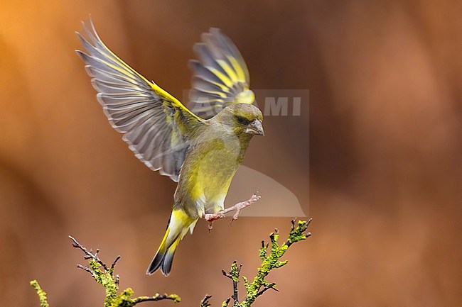 Male European Greenfinch (Chloris chloris) in Italy. stock-image by Agami/Daniele Occhiato,