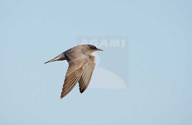 Zwarte Stern in de vlucht; Black Tern in flight stock-image by Agami/Ran Schols,