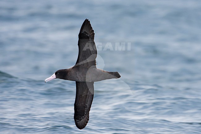 Stellers Albatros in de vlucht; Short-tailed albatross in flight stock-image by Agami/Martijn Verdoes,