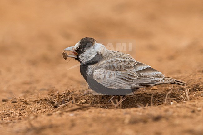 Zwartkopvinkleeuwerik; Black-crowned Sparrow-Lark stock-image by Agami/Daniele Occhiato,