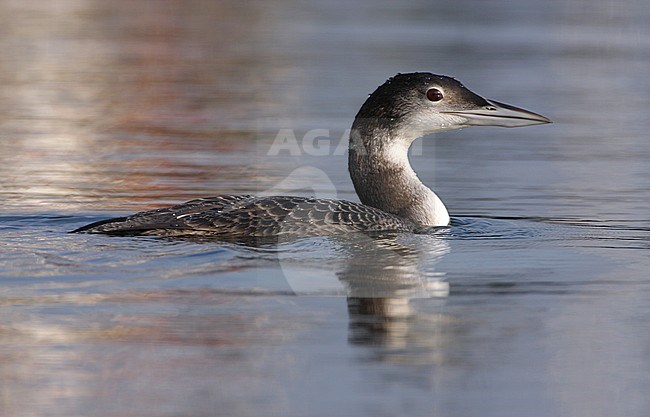 Eerste winter IJsduiker, First winter Common Loon stock-image by Agami/Karel Mauer,