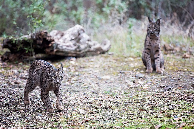 Pair of Iberian lynx (Lynx pardinus) in Cordoba, Spain. stock-image by Agami/Oscar Díez,