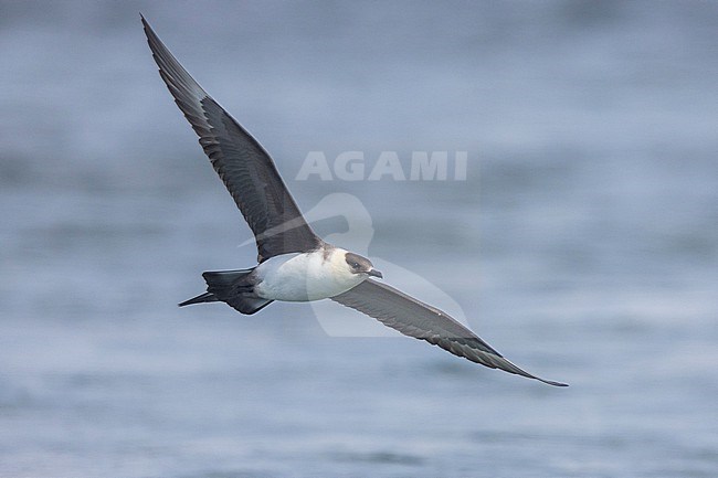 Parasitic Jaeger (Stercorarius parasiticus), light morph adult in flight, Southern Region, Iceland stock-image by Agami/Saverio Gatto,