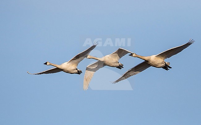 Tundra Swans (Cygnus columbianus ) in flight over the arctic tundra near Barrow in northern Alaska, United States. Also known as Whistling swan. stock-image by Agami/Dubi Shapiro,