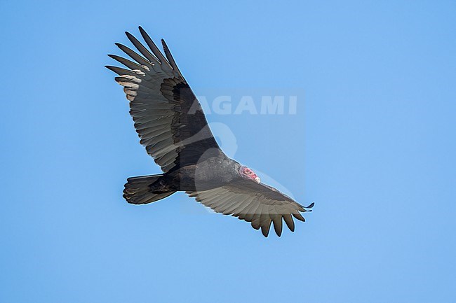 Adult 
Santa Barbara Co., CA
November 2021 stock-image by Agami/Brian E Small,