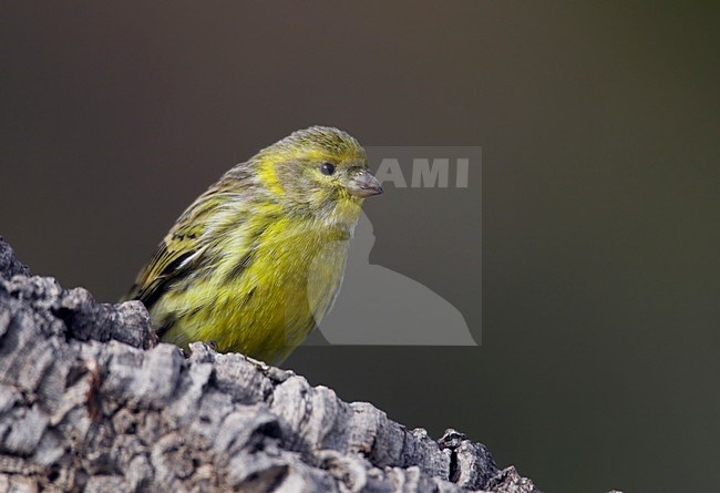Europese Kanarie op stronk; European Serin perched on a trunc stock-image by Agami/Markus Varesvuo,