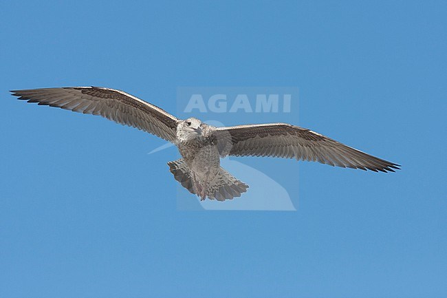 Herring Gull - Silbermöwe - Larus argentatus, Germany, 1st cy stock-image by Agami/Ralph Martin,