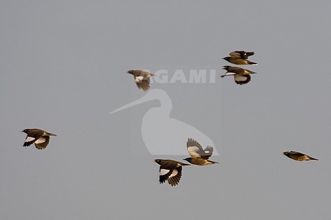 Treurmaina in vlucht; Common Myna in flight stock-image by Agami/Daniele Occhiato,