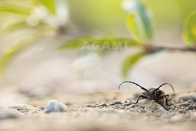 Lamia textor - Weaver beetle - Weberbock, Russia (Baikal), imago stock-image by Agami/Ralph Martin,