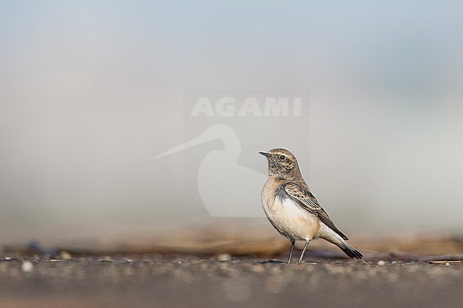 Bonte Tapuit zit op de grond; Pied Wheatear perched on ground stock-image by Agami/Menno van Duijn,
