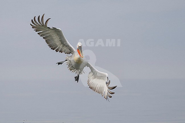 Dalmatian Pelican (Pelecanus crispus) flying over water of lake Kerkini in Greece. stock-image by Agami/Marcel Burkhardt,