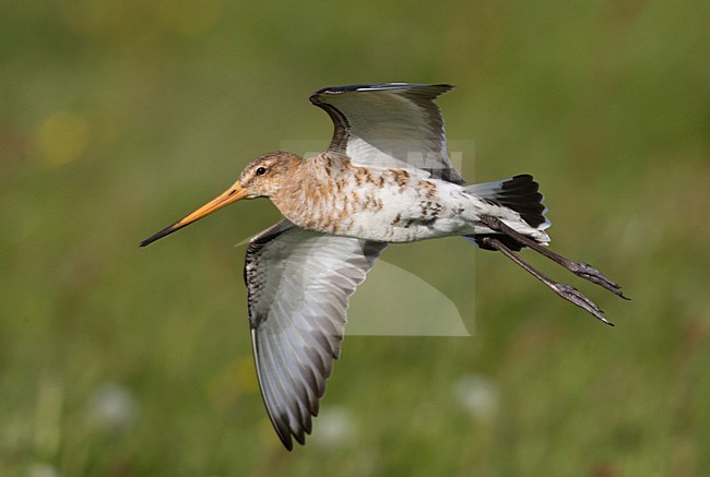 Black-tailed Godwit flying; Grutto vliegend stock-image by Agami/Arie Ouwerkerk,