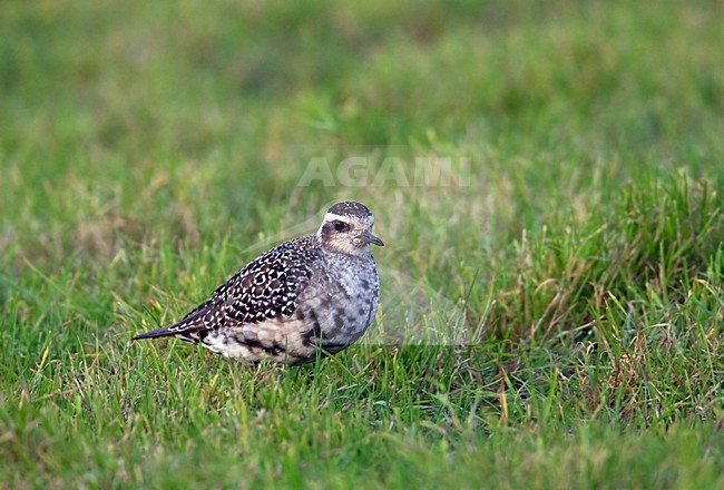 Amerikaanse Goudplevier, American Golden Plover, Pluvialis dominica stock-image by Agami/Hugh Harrop,