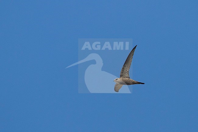 Pallid Swift - Fahlsegler - Apus pallidus ssp. pallidus, Oman, adult stock-image by Agami/Ralph Martin,