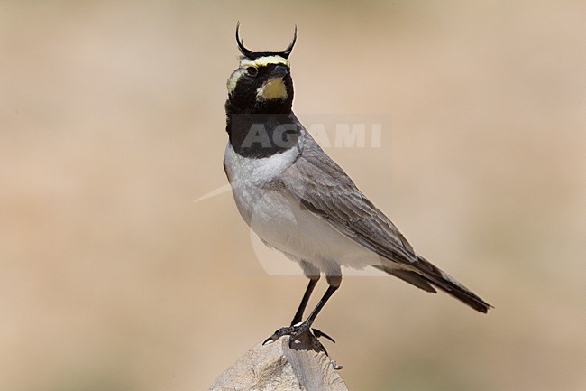 Strandleeuwerik zittend op een steen; Horned Lark perched on a stone stock-image by Agami/Daniele Occhiato,