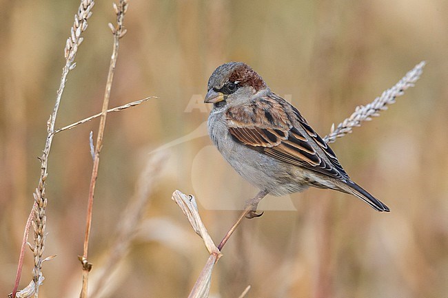 House Sparrow mannetje, Huismus male stock-image by Agami/Daniele Occhiato,