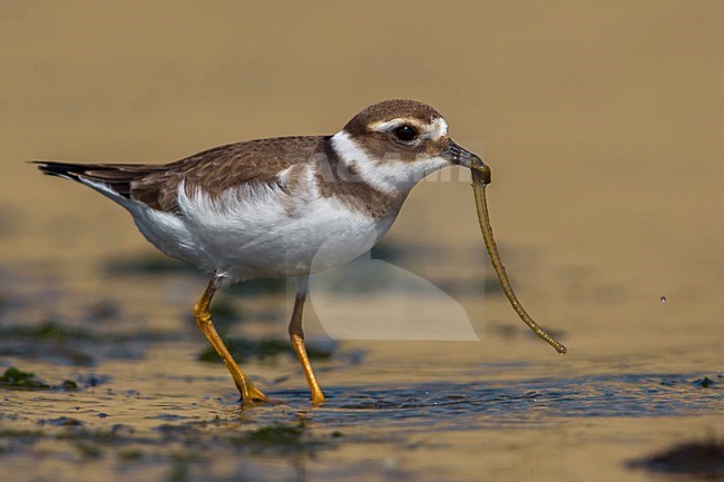 Bontbekplevier staand op het strand met prooi; Common Ringed Plover standing on the beach with prey stock-image by Agami/Daniele Occhiato,