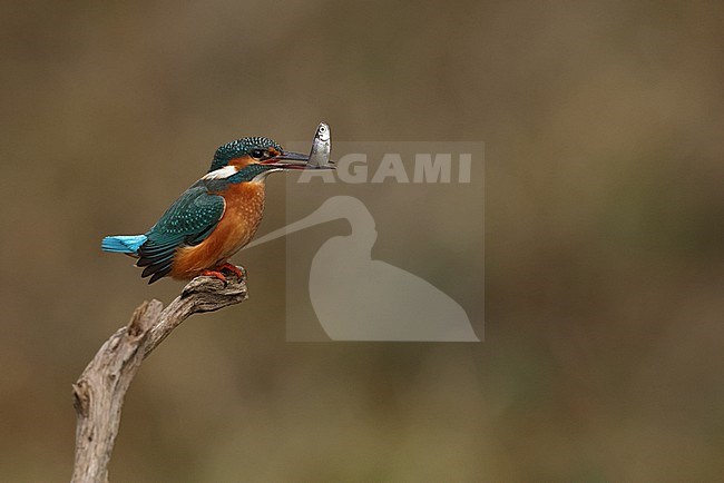 Juvenile or female Common Kingfischer (Alcedo atthis) perching on a branch carrying a small fish stock-image by Agami/Mathias Putze,