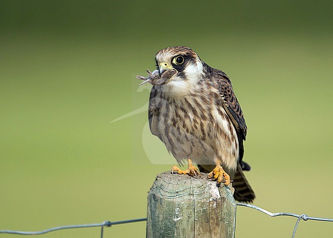 Immature Red-footed Falcon (Falco vespertinus) in the Netherlands. Perched on a wooden pole of a fench around a meadow in Biggekerke. Eating a mouse. stock-image by Agami/Kris de Rouck,