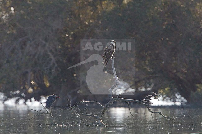 Visarend zittend op tak in water, Osprey perched on branch in water stock-image by Agami/Arie Ouwerkerk,