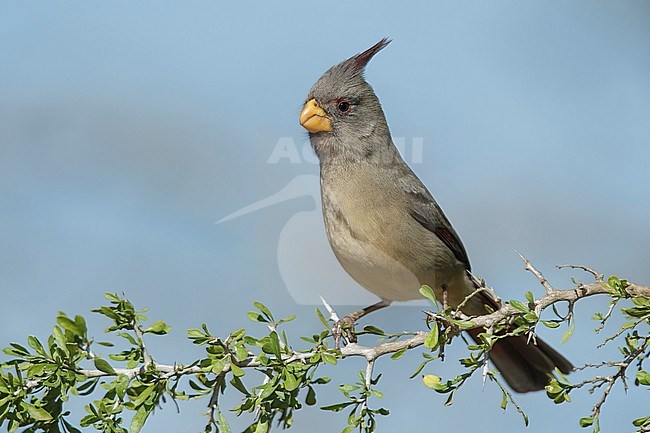 Adult female
Hidalgo Co., TX
February 2014 stock-image by Agami/Brian E Small,