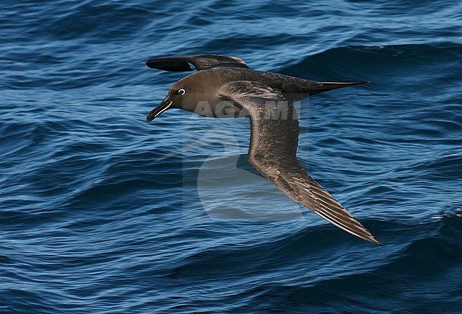 Adult Sooty Albatross (Phoebetria fusca) flying low over the waves in the southern Atlantic ocean near Tristan da Cunha. stock-image by Agami/Marc Guyt,