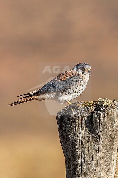 Male American Kestrel (Falco sparverius cinnamominus) in southern Argentina. stock-image by Agami/Marc Guyt,