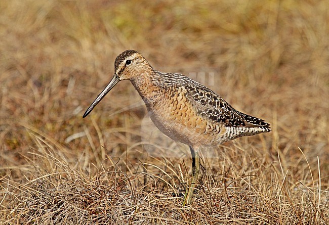 Volwassen Grote Grijze Snip, Adult Long-billed Dowitcher stock-image by Agami/Pete Morris,