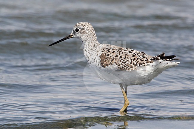 Poelruiter in water; Marsh Sandpiper in water stock-image by Agami/Markus Varesvuo,