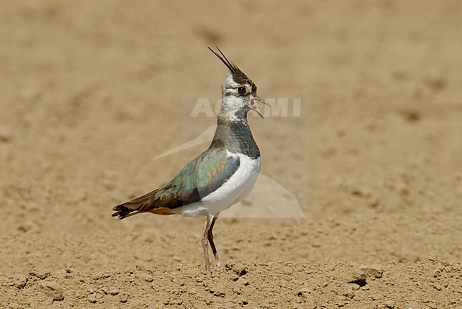 Kievit staand; Northern Lapwing perched stock-image by Agami/Hans Gebuis,