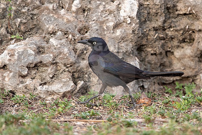 Common Grackle (Quiscalus quiscula),walking on ground in Florida, USA stock-image by Agami/Helge Sorensen,