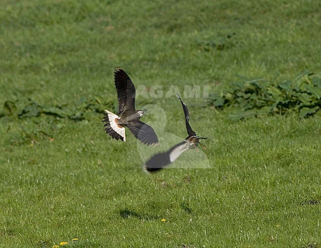 Northern Lapwing fighting in meadow; Kievit vechtend in weiland stock-image by Agami/Marc Guyt,