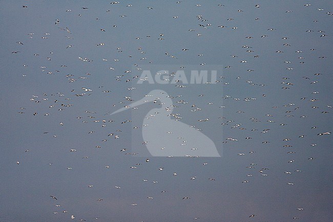 Super many gulls, including European Herring Gull (Larus argentatus), hanging in the air during a storm above the beach of Katwijk in the Netherlands. stock-image by Agami/Marc Guyt,