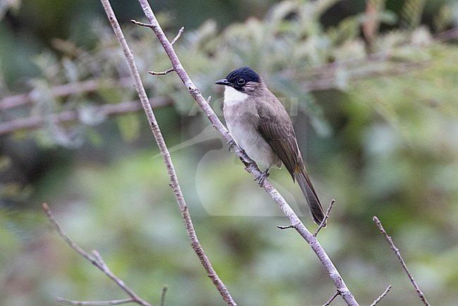 Brown-breasted Bulbul (Pycnonotus xanthorrhous) at Doi Ang Khang NP, Thailand stock-image by Agami/David Monticelli,