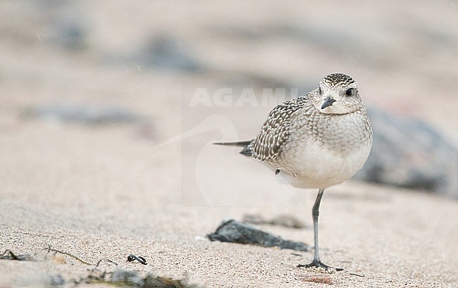 First-winter American Golden Plover (Pluvialis dominica) standing on a beach at Manicouagan in Quebec, Canada. stock-image by Agami/Ian Davies,