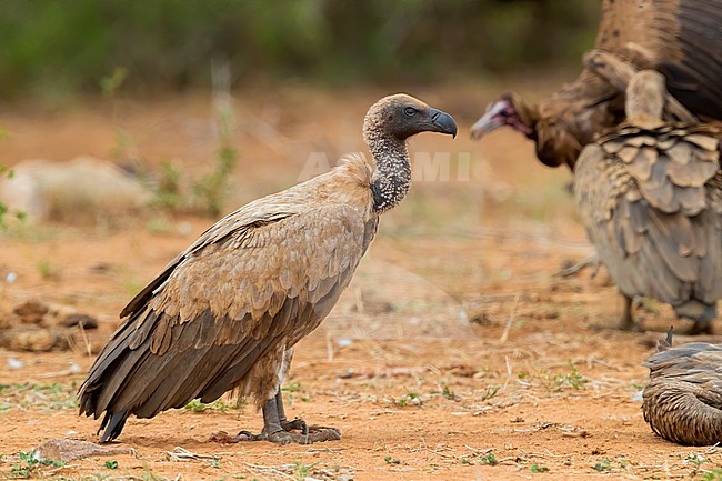 White-backed Vulture (Gyps africanus), side view of an immature standing on the ground, Mpumalanga, South Africa stock-image by Agami/Saverio Gatto,