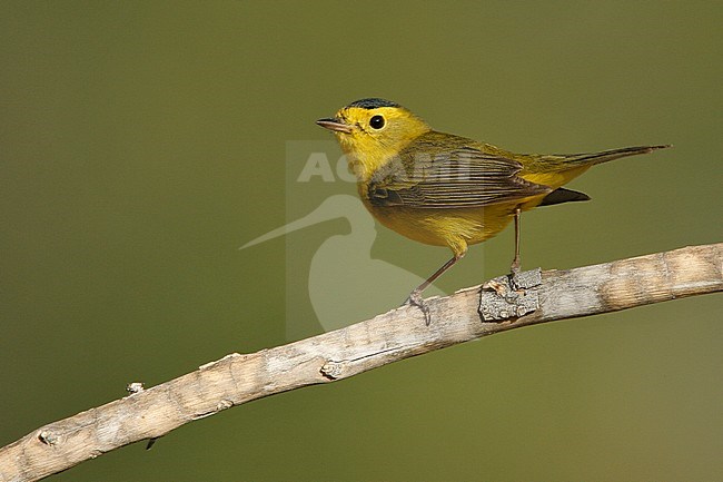 Adult male
Riverside Co., CA
May 2008 stock-image by Agami/Brian E Small,