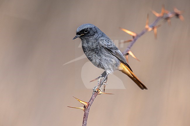 Adult male Western Black Redstart (Phoenicurus ochruros gibraltariensis) perched on a branch in Florence Airport, Tuscany, Italy. stock-image by Agami/Vincent Legrand,