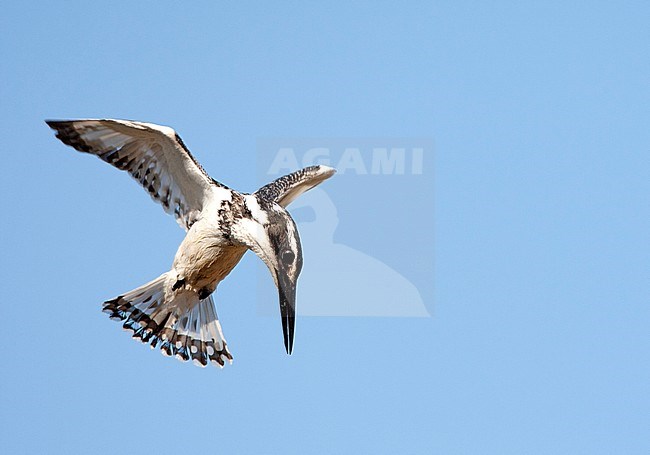 Bonte IJsvogel biddend boven water op zoek naar voedsel, Pied Kingfisher hovering above a pool in seach of food stock-image by Agami/Roy de Haas,