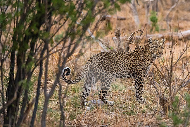 Portrait of a leopard, Panthera pardus, in the brush. Savute Marsh, Chobe National Park, Botswana. stock-image by Agami/Sergio Pitamitz,
