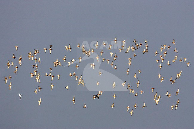 Groep Rosse Grutto's boven de Waddenzee; Flock of Bar-tailed Godwits (Limosa lapponica) above Wadden Sea stock-image by Agami/Bas van den Boogaard,