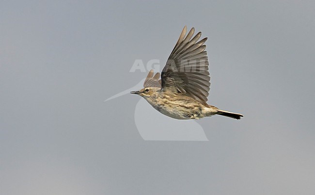 Rotspieper in de vlucht; Rock Pipit in flight stock-image by Agami/Markus Varesvuo,