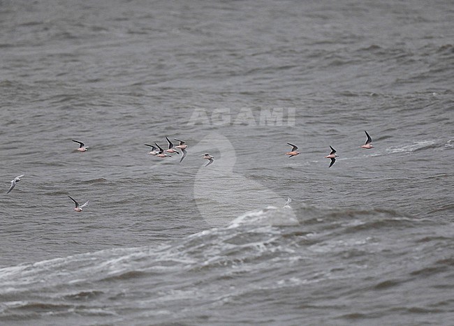 Flock of Ross's Gulls (Rhodostethia rosea) during autumn migation past Barrow, Alaska, North America. stock-image by Agami/Chris van Rijswijk,