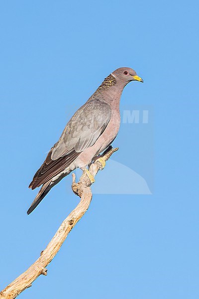 Adult
Santa Barbara Co., CA
November 2022 stock-image by Agami/Brian E Small,