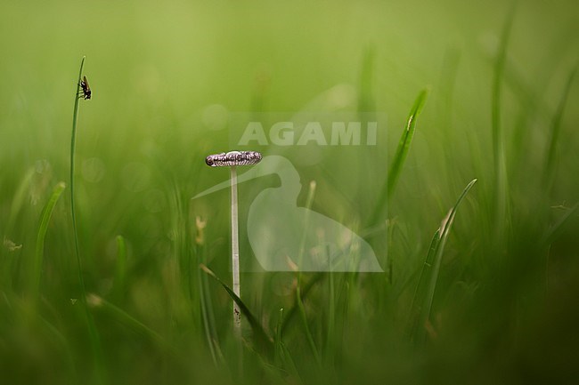 Hazenpootje, Harefoot mushroom stock-image by Agami/Rob Olivier,